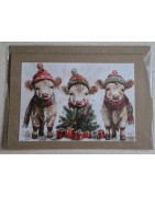 Hochlandrinder/Kühe