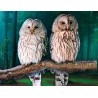 3D Diamant Pixel Bild Eulen