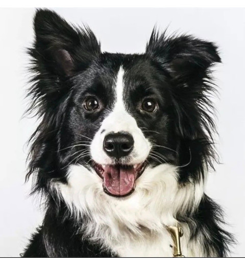 3D Diamant Pixel Bild Border Collie
