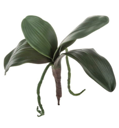 Orchideen Blätter