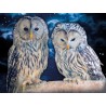 3D Diamant Pixel Bild Eulen