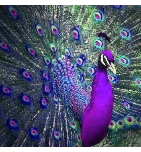 3D Diamant Pixel Bild Pfau