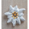 Edelweiss