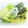 Trockenblumen Set hellgrün