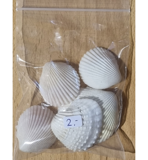 Muscheln weiss