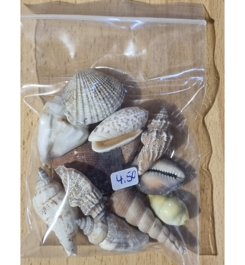 Muscheln gemischt