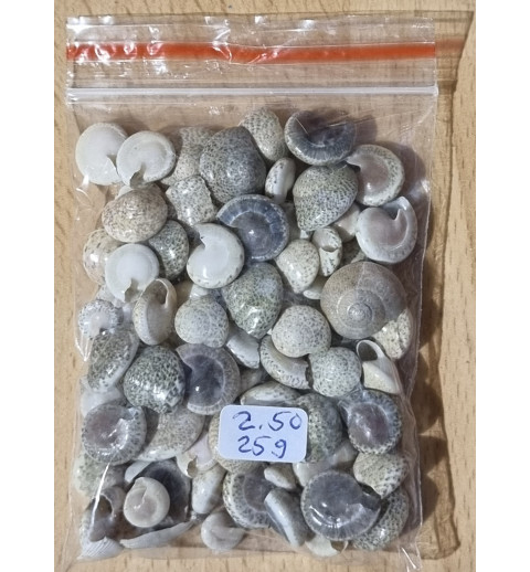 Mini Muscheln gemischt
