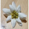 Stoff Edelweiss
