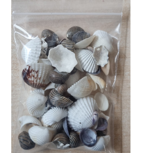 Mini Muscheln/Schneckenhäuschen