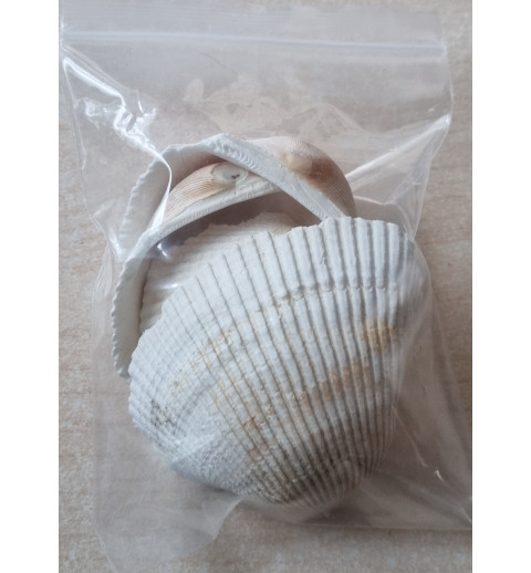Muscheln
