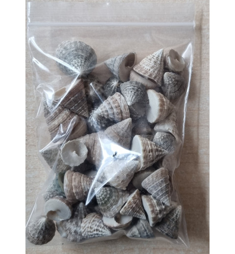 Muscheln