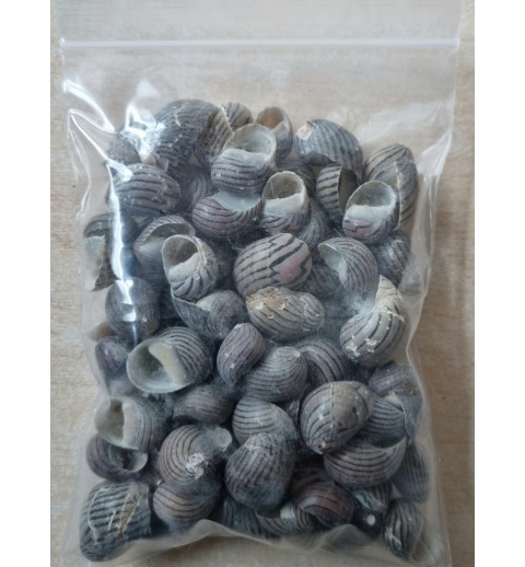 Muscheln