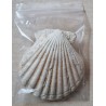 Muscheln