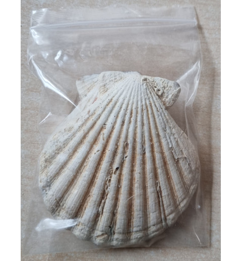 Muscheln