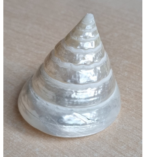 Muscheln