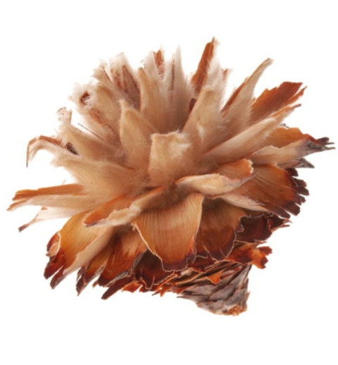 Leucospernum Blüte