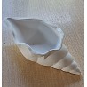 Beton Muschel weiß 2