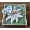 Edelweiss  " Vo Härze "  hellgrün/kariert