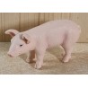 Ferkel