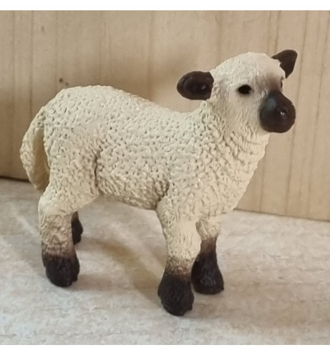 Schwarznasen Schaf