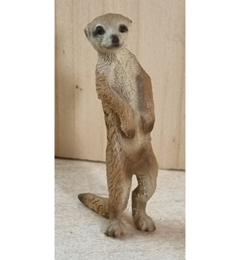 Erdmännchen