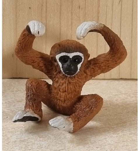 Gibbon Affe