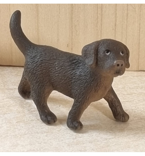 Labrador braun