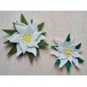 Filz Edelweiss