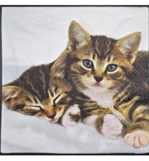 Serviette Zwei Tiger Kätzchen/Hintergrund weiss