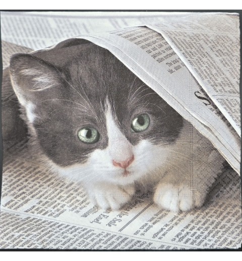 Serviette Katze grau-weiss versteckt sich unter Zeitung