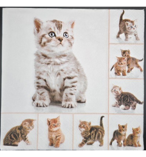 Serviette Verschiedene Katzenbabys/Hintergrund weiss
