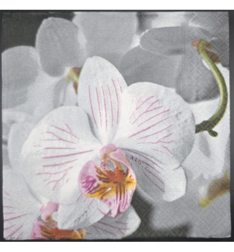 Serviette Foto Orchidee weiss-magenta