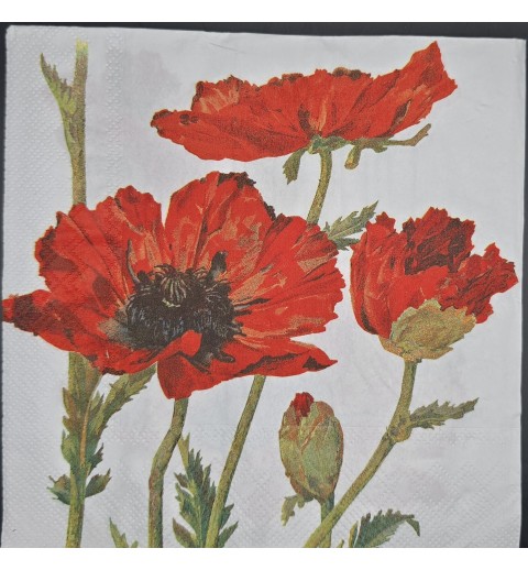 Serviette Drei rote Mohnblumen/Hintergrund weiss