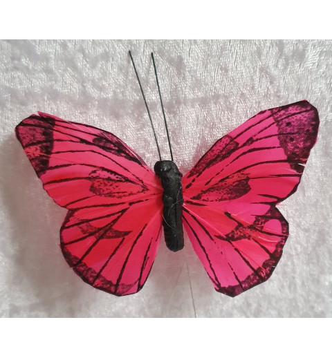 Schmetterling coralle
