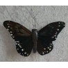 Schmetterling schwarz