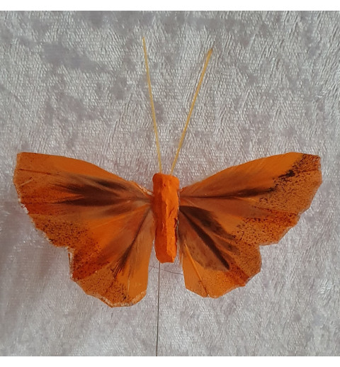 Schmetterling orange