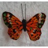 Schmetterling orange