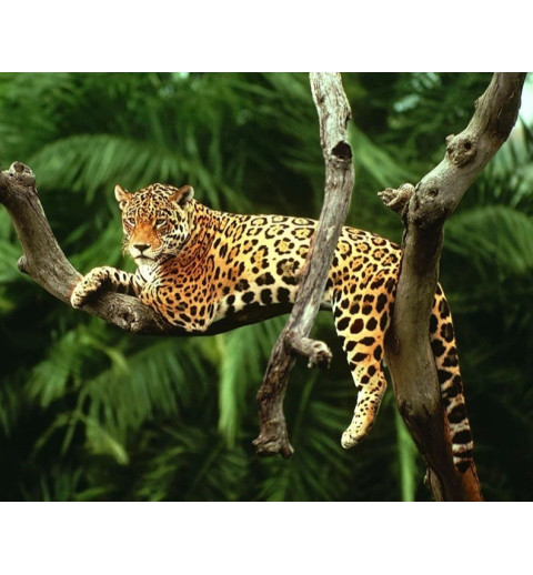 3D Pixel Bild Leopard
