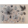 Clear Stamps Blätter