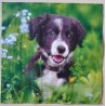 Serviette Hund